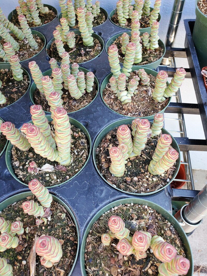 Baby Necklace Succulent Etsy