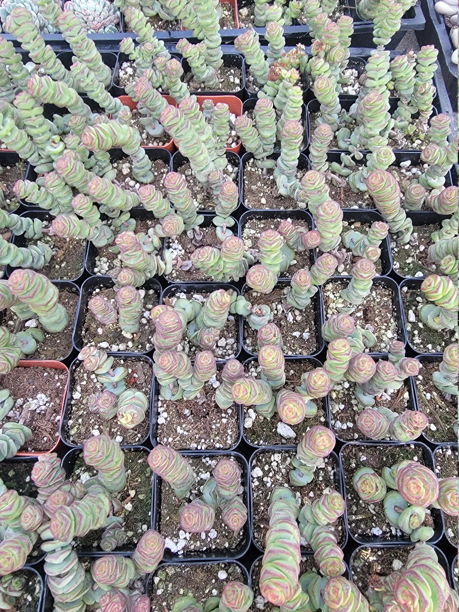 Baby Necklace Succulent Etsy