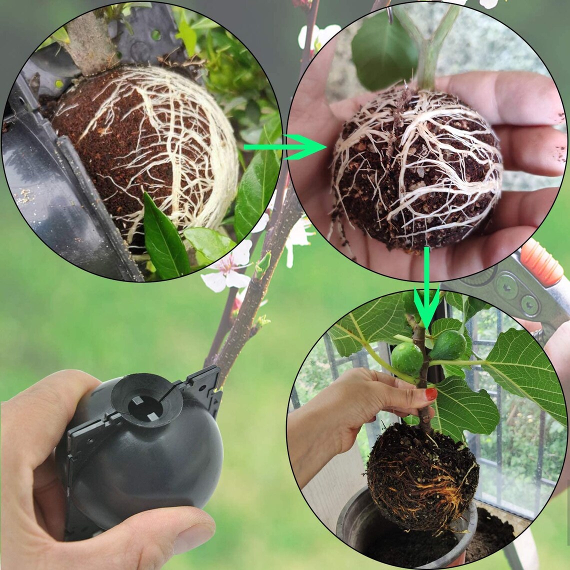 5Pcs Size M Plant Rooting Box Root Grafting air layering