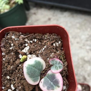 Variegated string of heart image 10