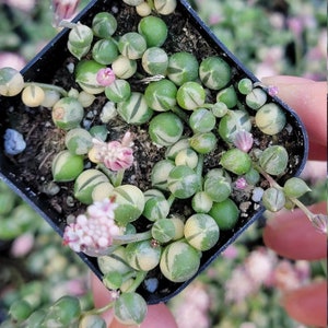 String of Pearls 2,4, and 6 Inch 2inch variegated