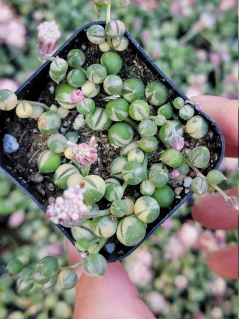 String of Pearls 2,4, and 6 Inch 2inch variegated