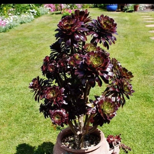 Aeonium Zwartkop black Rose Succulent Plant Etsy