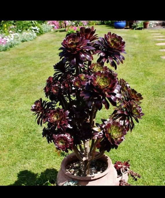 Black 2024 rose plant