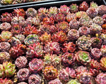 Rare imported mixed Succulents - Succulents Mystery Box