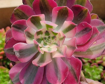 Imported Pink Witch single head  succulent