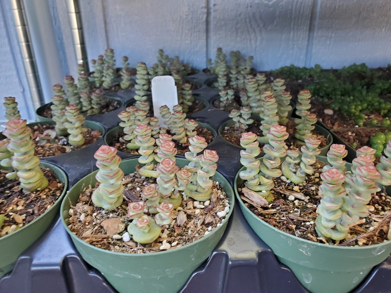 Baby Necklace Succulent Etsy