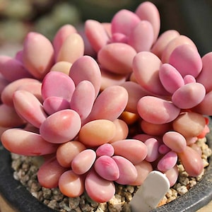 Pink Moonstone succulent