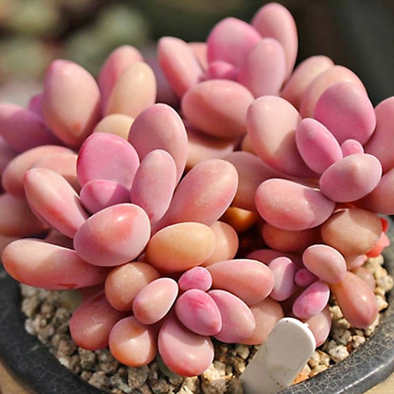 Pink Moonstone Succulent Etsy