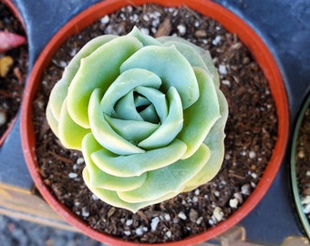 Graptoveria Lovely Rose small starter plants