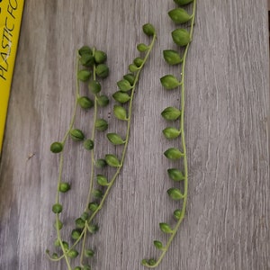 String of Pearls 2,4, and 6 Inch 4 unrooted cuttings