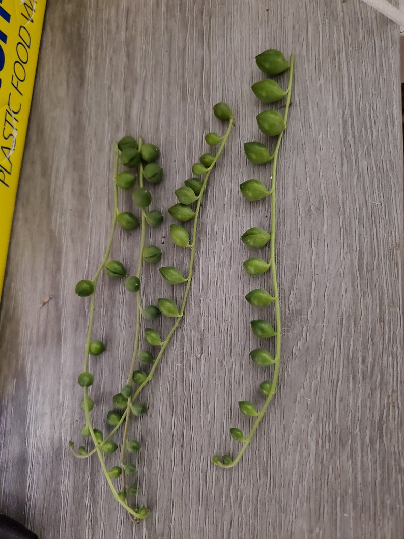 String of Pearls 2,4, and 6 Inch 4 unrooted cuttings