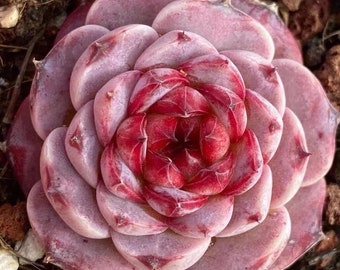 Imported Echeveria Red Velvet