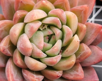 Imported Angela star succulent