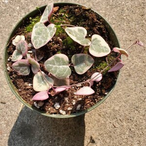 Variegated string of heart extra large