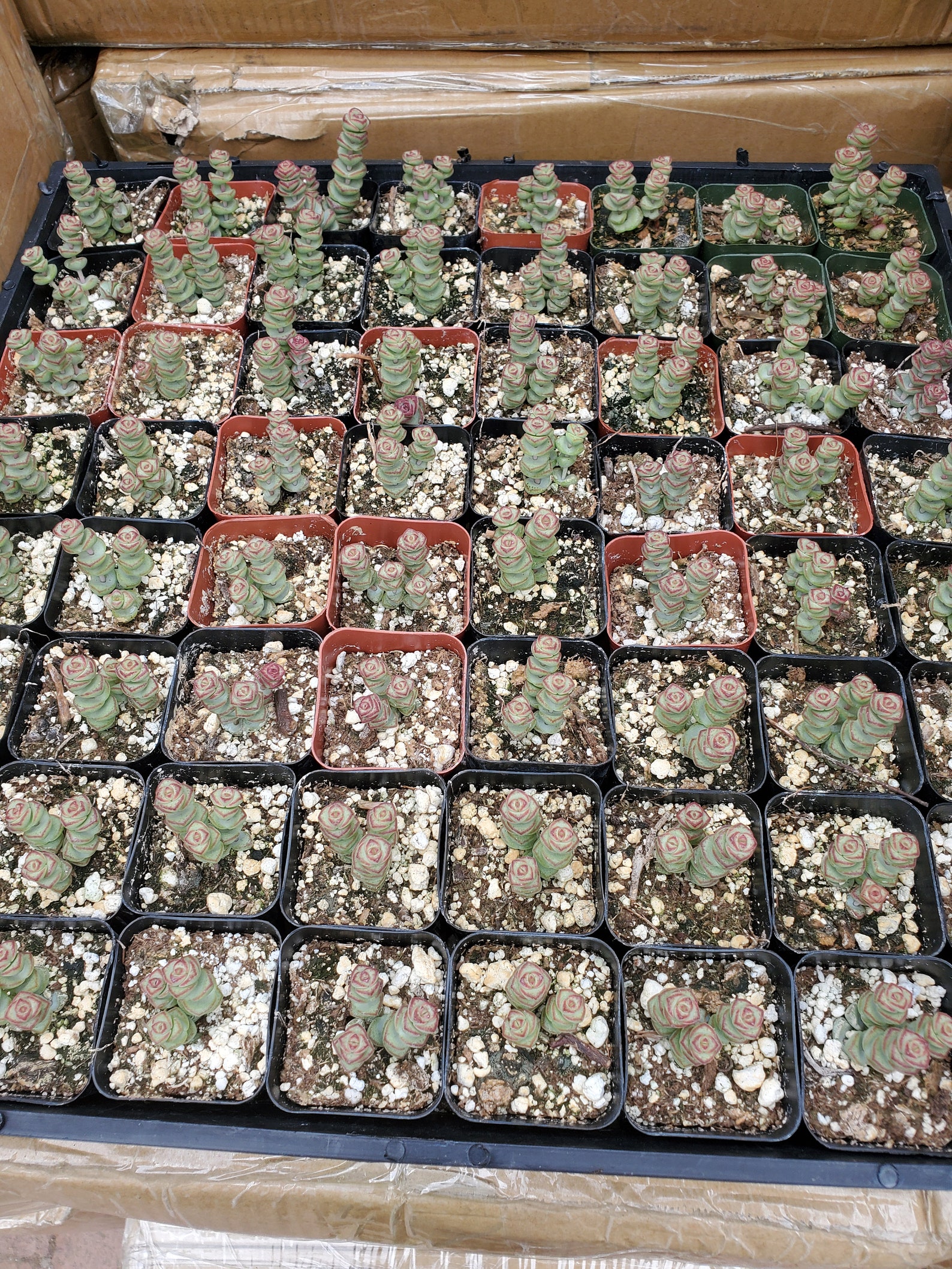 Baby Necklace Succulent Etsy