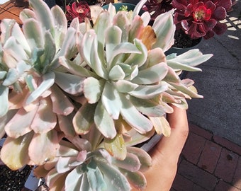 Imported Hoveyi variegated succulent pot is not included