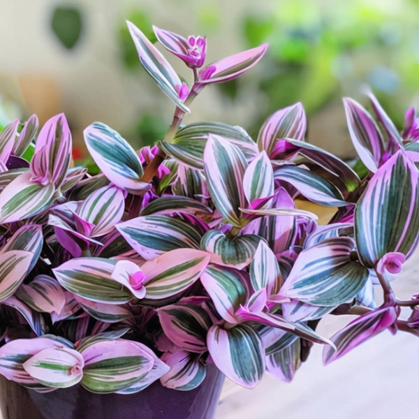 Tradescantia Nanouk succulent