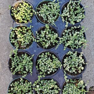 String of Pearls 2,4, and 6 Inch 4inch variegated