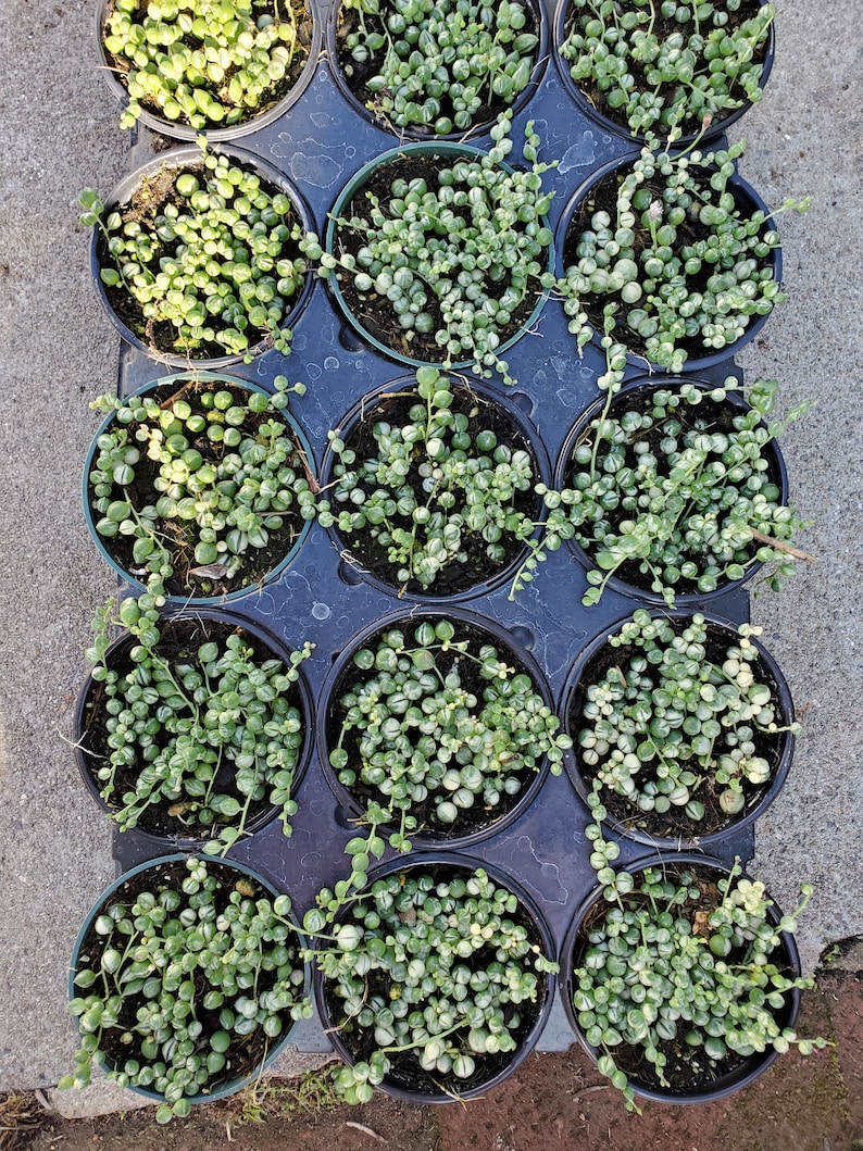 String of Pearls 2,4, and 6 Inch 4inch variegated