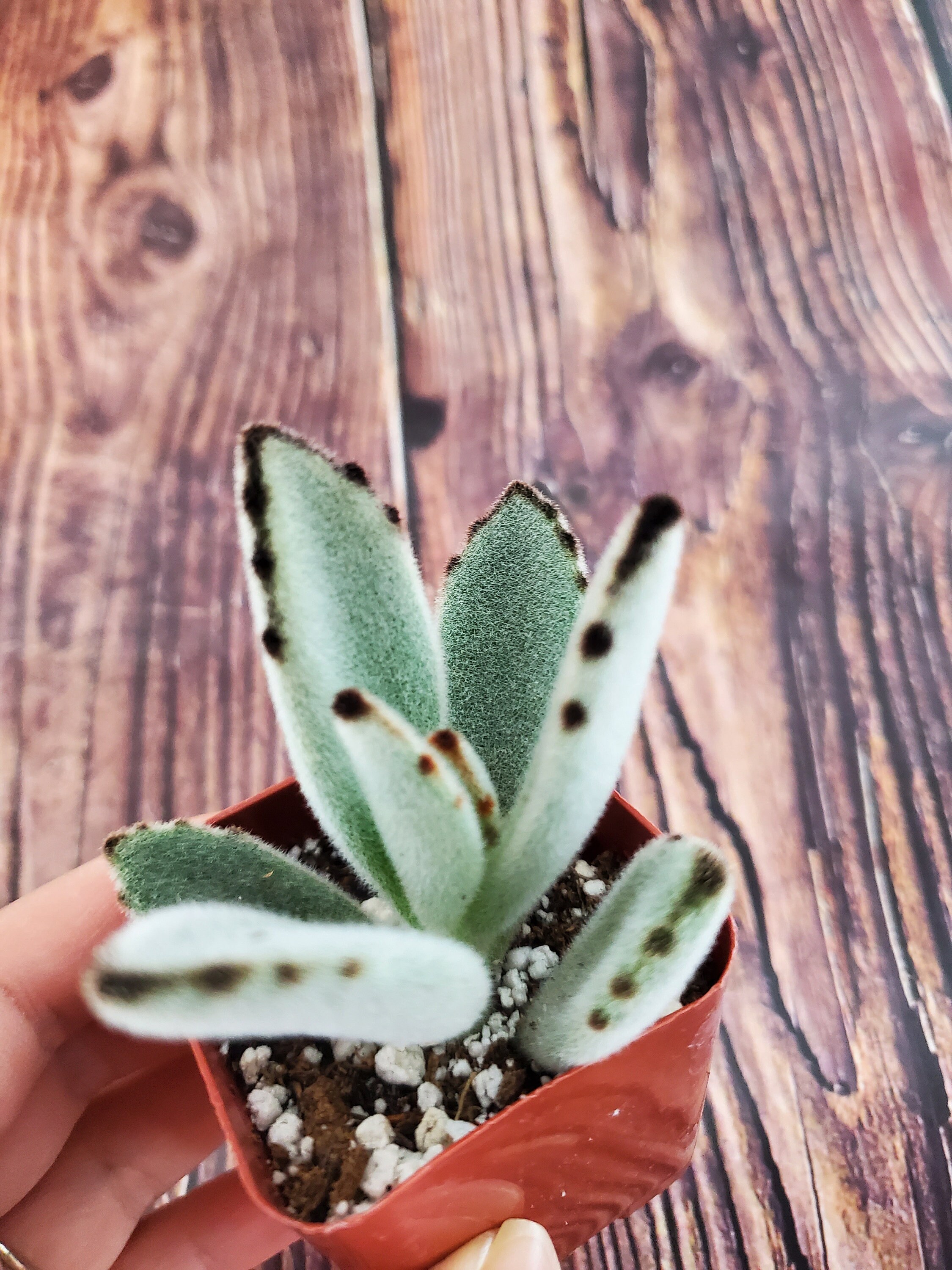 Kalanchoe Tomentosa Panda Plant succulent Donkey Ears Etsy