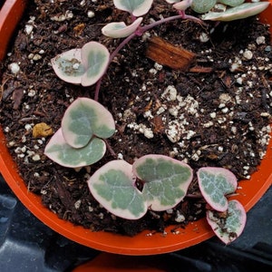 Variegated string of heart large