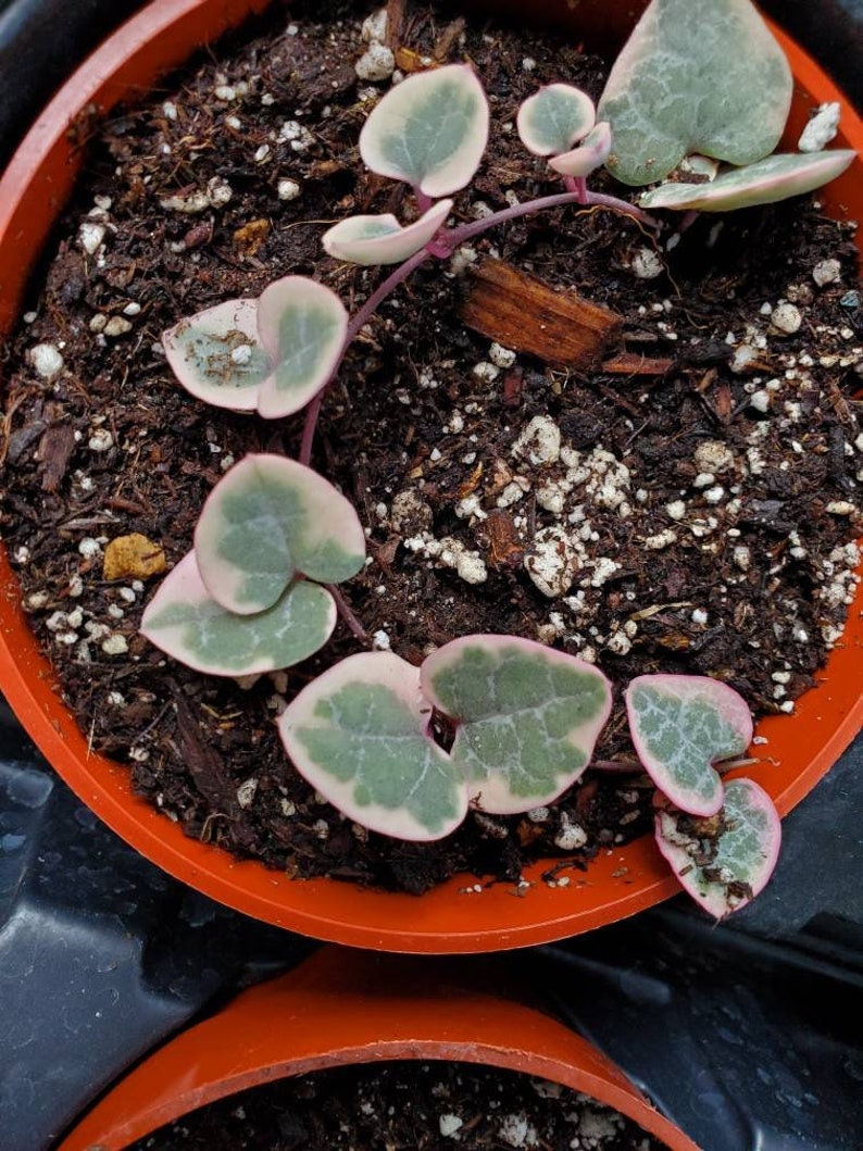 Variegated string of heart large