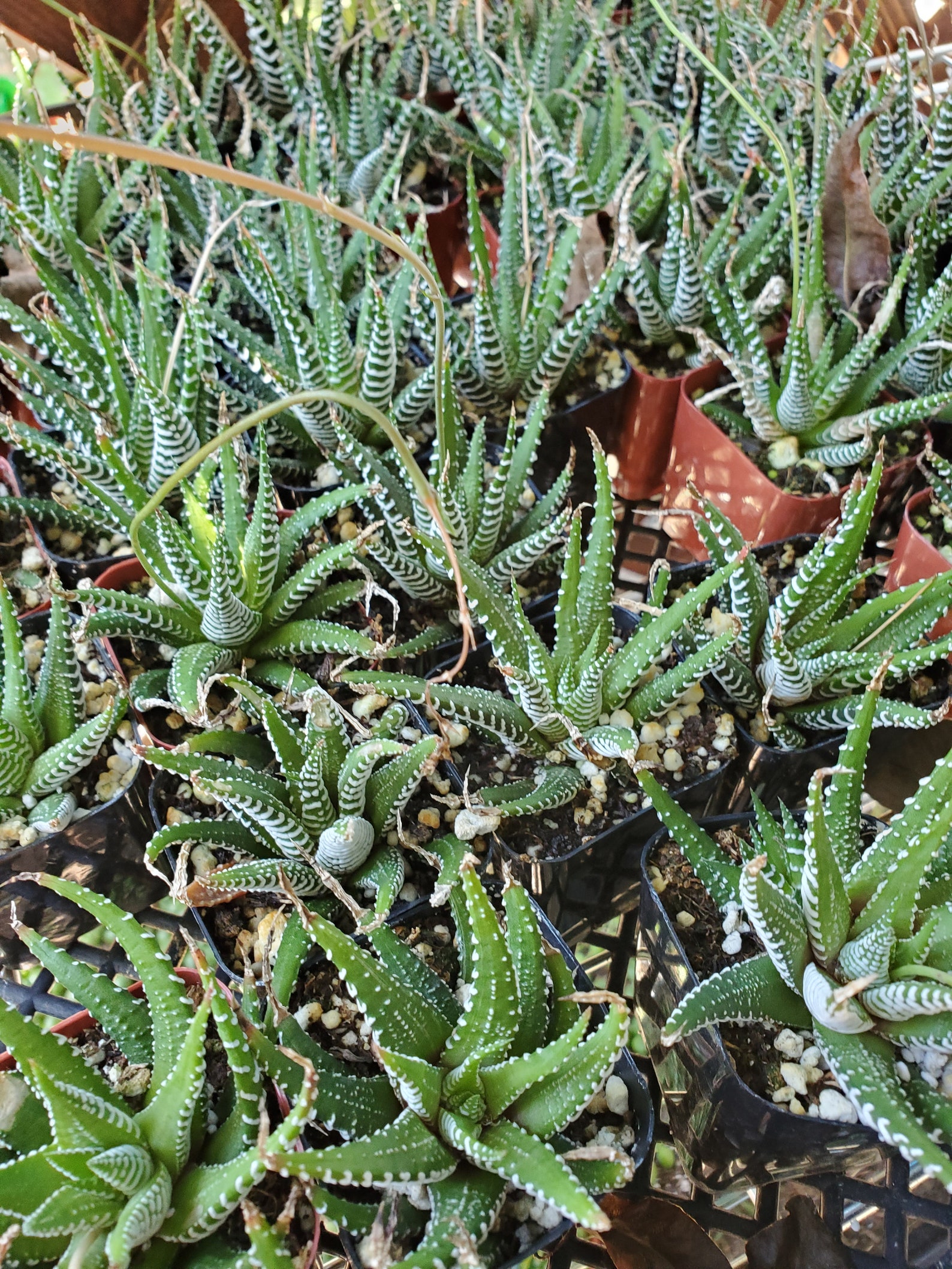 Haworthia Zebra Succulent 2inch starter Etsy