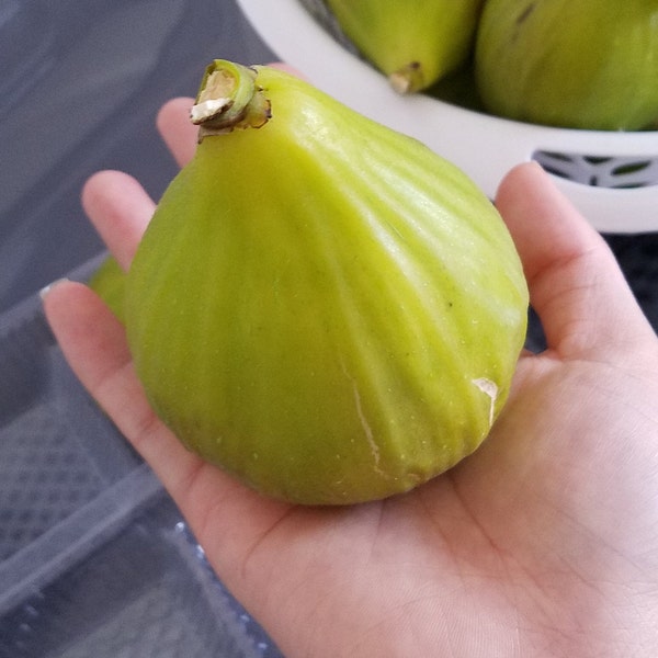 Rare Fig Cuttings for Sale Etsy