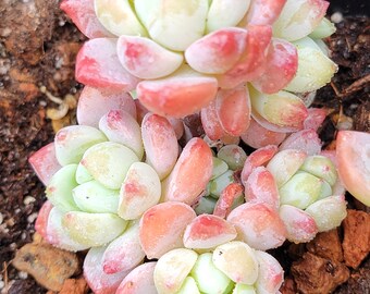 Imported pink perfume succulent