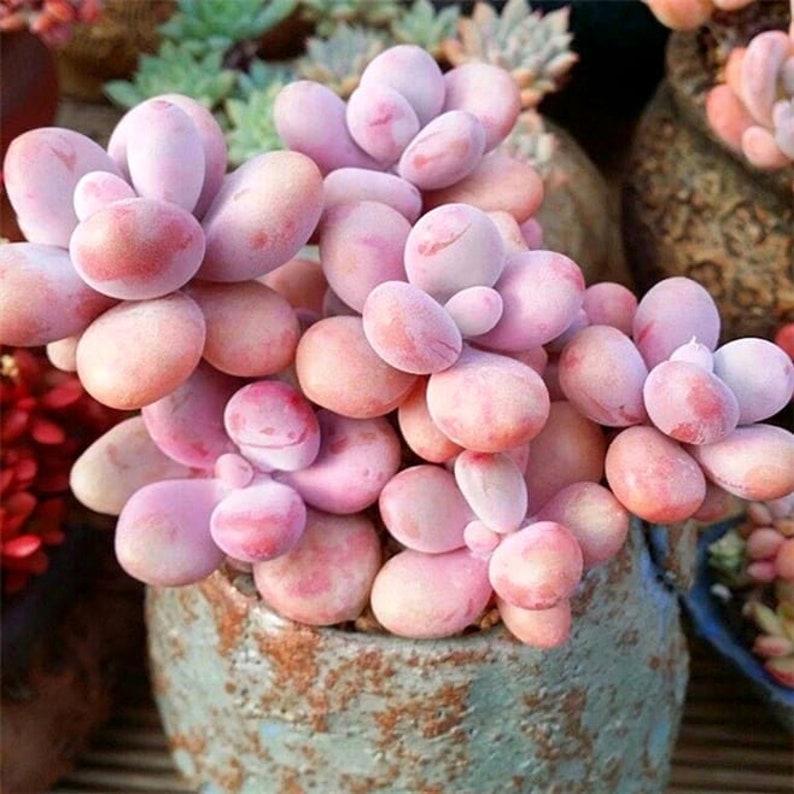 Pink Moonstone Succulent Etsy