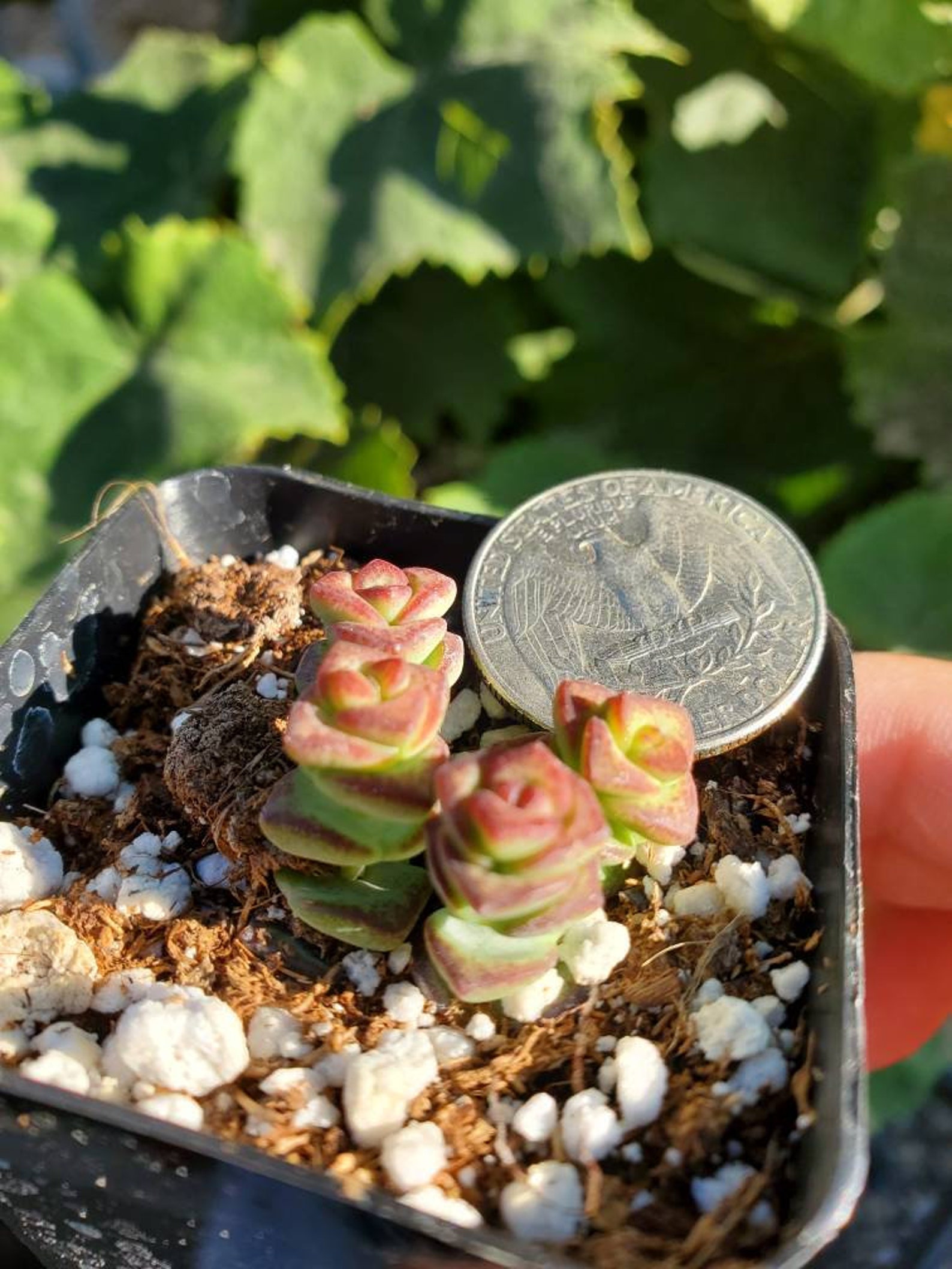 Baby Necklace Succulent Etsy