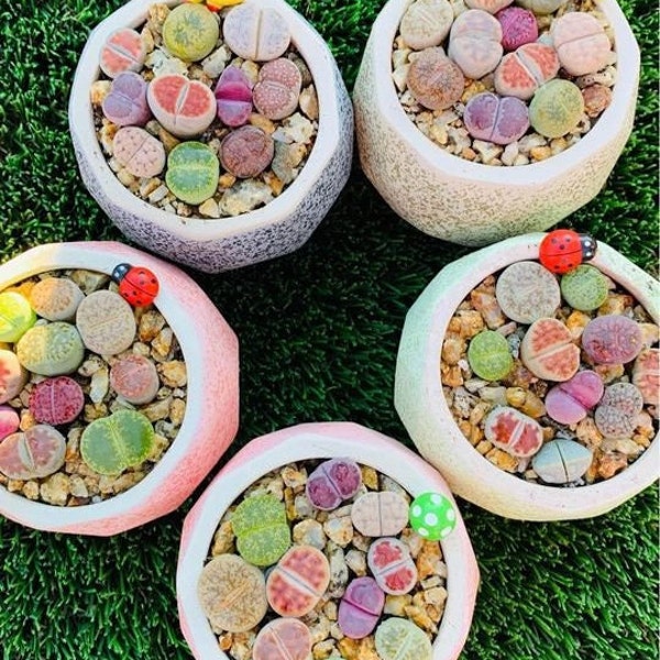 5 PCS Imported lithops living stone succulent plants