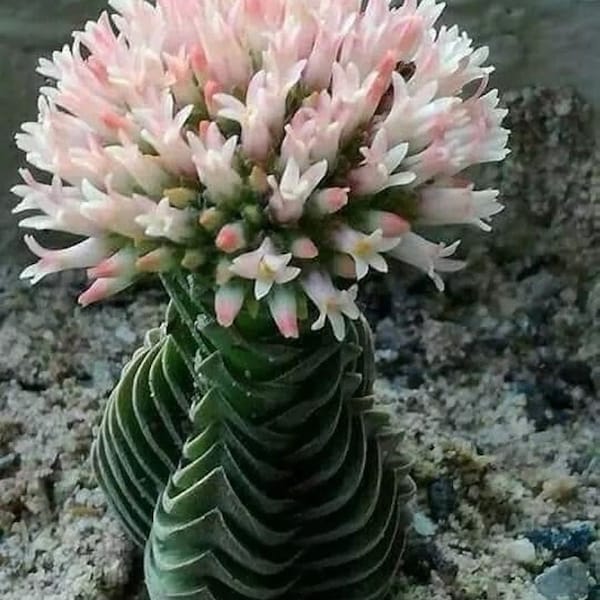 Crassula Buddha's Temple succulent