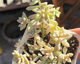 rare imported Graptopetalum 'Mirinae var small size ( newly imported no rooted)