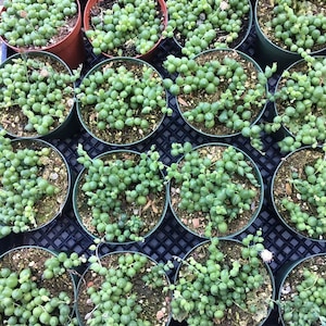 String of Pearls 2,4, and 6 Inch 4inch regular