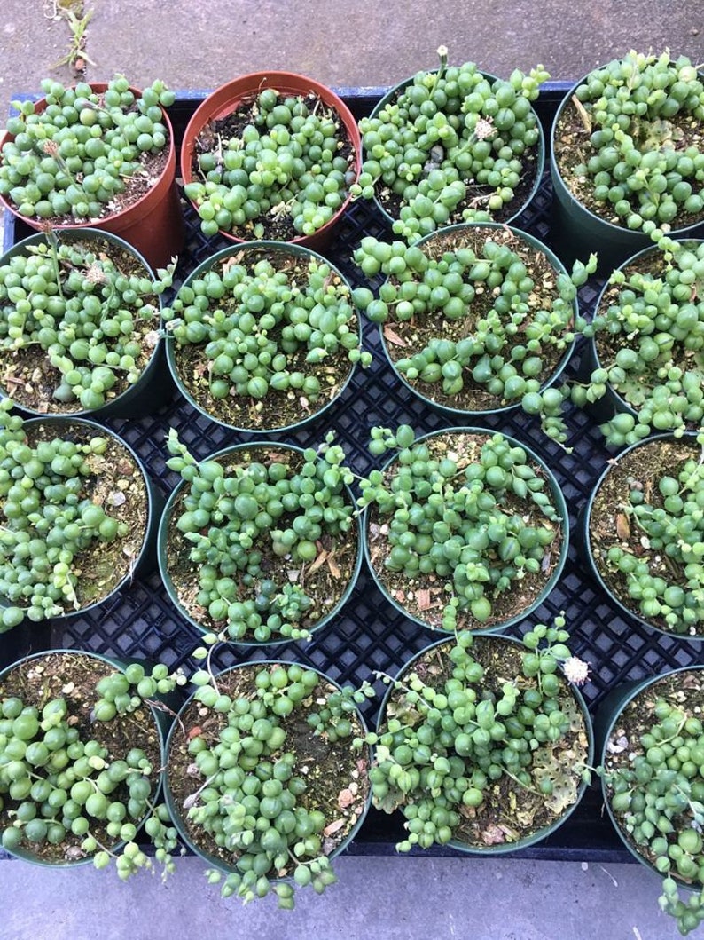 String of Pearls 2,4, and 6 Inch 4inch regular