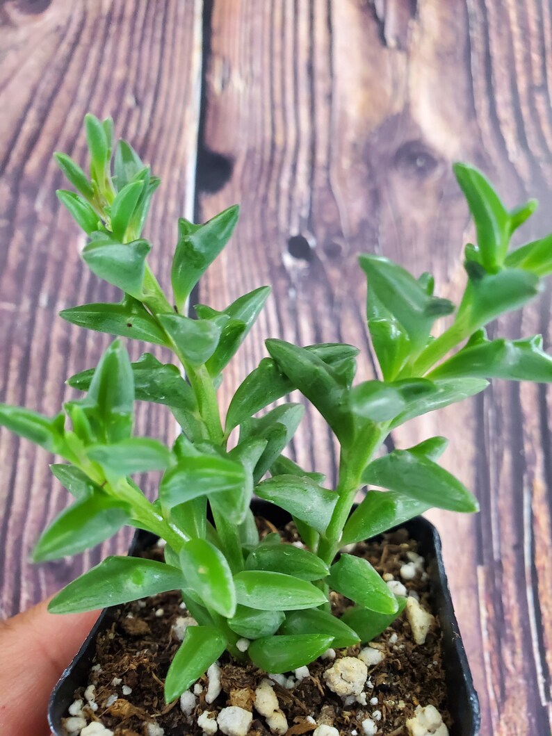 Senecio String of Dolphin Succulent Plant Etsy