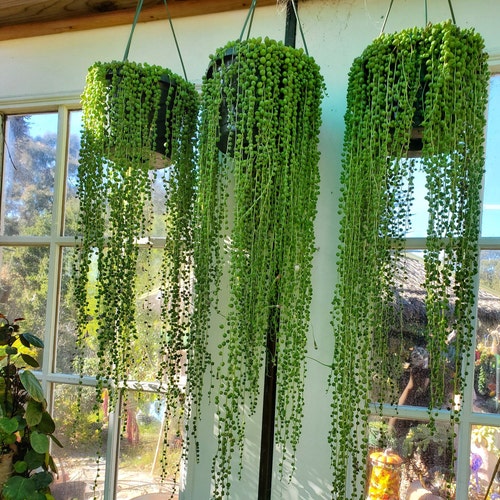 String of Pearls 2,4, and 6 Inch