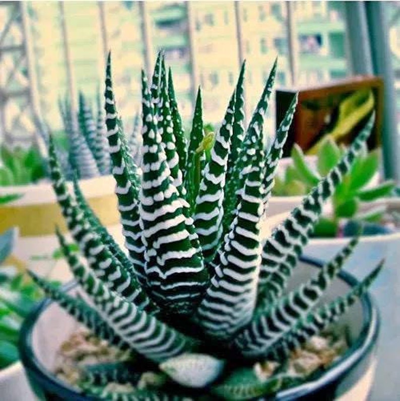 Haworthia Zebra Succulent 2inch Starter Etsy