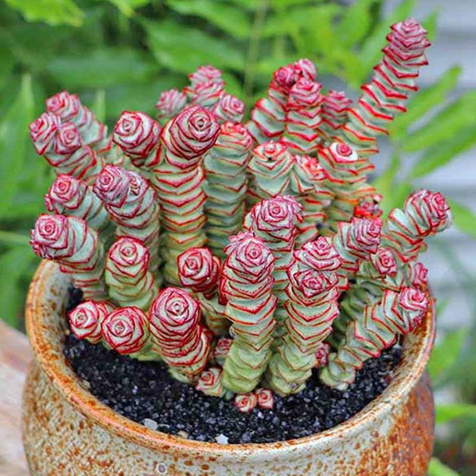 Baby Necklace Succulent Etsy