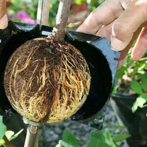 Air layering Plant High Pressure propagation ball Grafting Rooting Device Root growing ball image 6