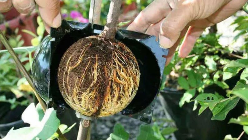 Air layering Plant High Pressure propagation ball Grafting Rooting Device Root growing ball image 6