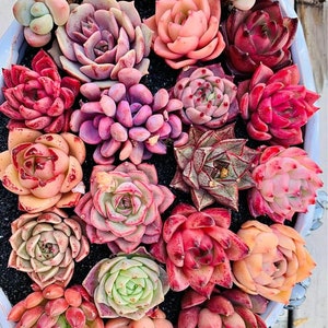 Rare imported mixed Succulents - Succulents Mystery Box