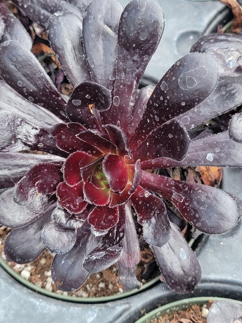 Aeonium Zwartkop black Rose Succulent Plant - Etsy