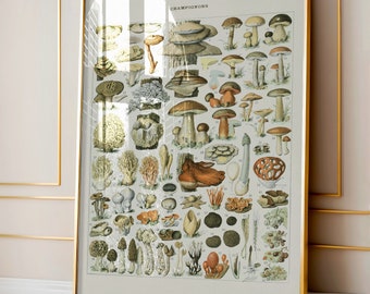 Vintage Mushroom Botanical Print: Adolphe Millot Artwork (Digital Download)
