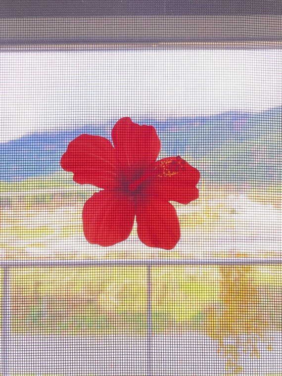 Retractable Screen Door Decals 6 per pack prevent Etsy