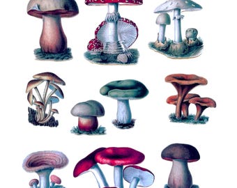 Witchy Mushroom Stickers  |  Vintage Mushroom Die Cuts for Junk Journal