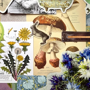 May include: A collage of botanical and nature-themed paper ephemera featuring a dandelion illustration with the text Pissenlit, a brown mushroom diagram labeled Amanita rubescens, a small rabbit cutout, and a vibrant cluster of blue and white flowers.