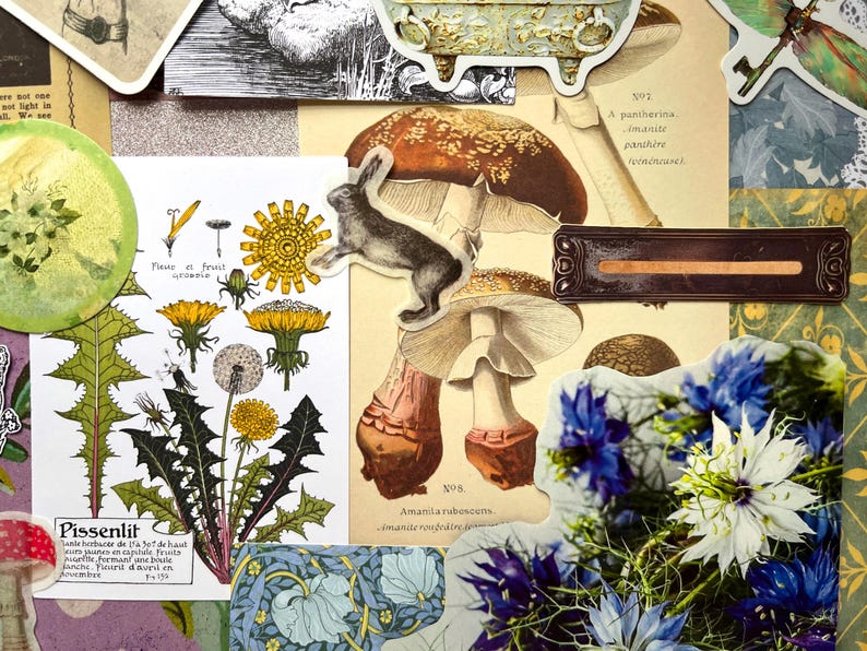 May include: A collage of botanical and nature-themed paper ephemera featuring a dandelion illustration with the text Pissenlit, a brown mushroom diagram labeled Amanita rubescens, a small rabbit cutout, and a vibrant cluster of blue and white flowers.